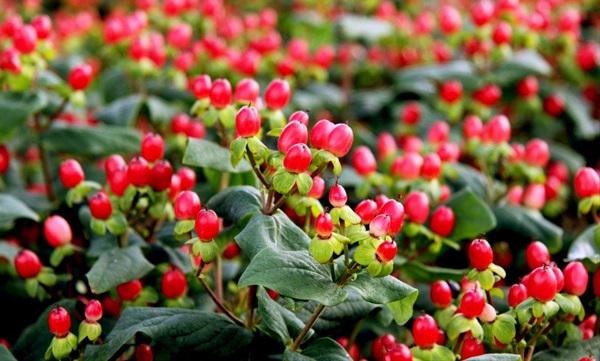 HIP_Aalsmeer's tweet photo. Summerflower Hypericum: colors vary from white to darkred. Very suitable for this time of year
http://t.co/xzX7tFKqpE http://t.co/glcyvSta1K