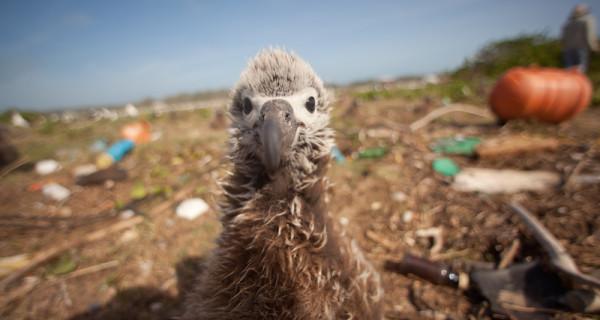 MissionBlue's tweet photo. Gulp...Seabirds Are Eating the Plastic We’re Throwing in the #Ocean http://t.co/3ioswCb5FT @TerraMarProject http://t.co/8C5wjMZTP5