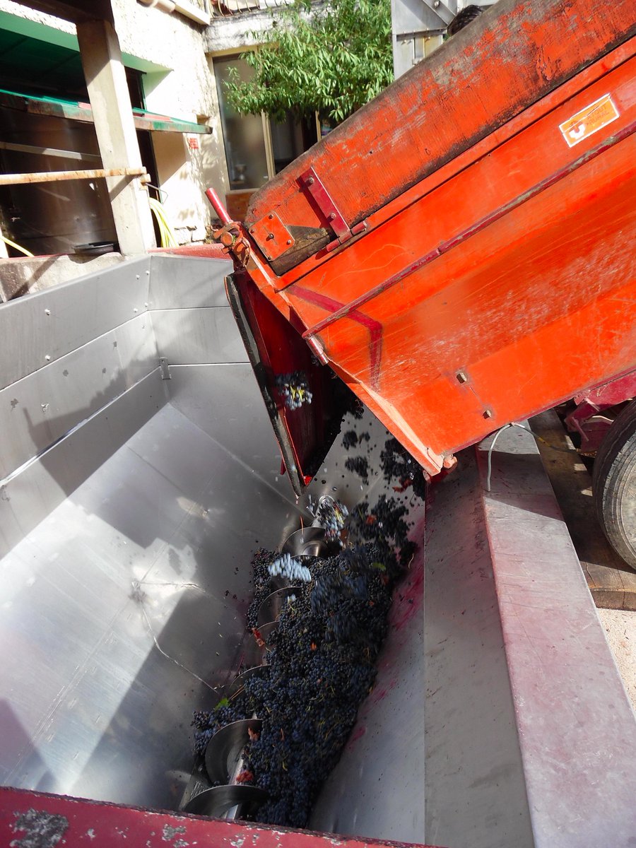 ArnouxEtFils's tweet photo. Harvest day in Vacqueyras, all the Arnoux Team is at work since early morning...
@ArnouxEtFils @JeffArnoux http://t.co/ZEOahhSXSS