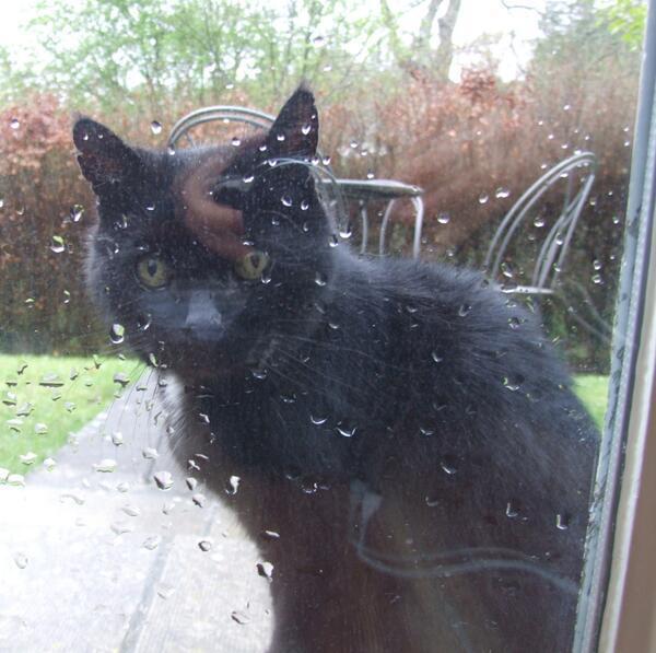 MYSADCAT's tweet photo. My cat is sad because he's seen fire and he's seen rain... he's seen lonely times when he could not find a friend. http://t.co/FsSpw96pca