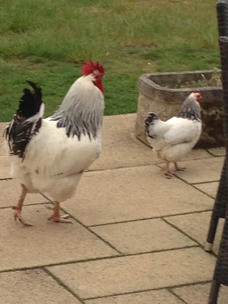 Greenhillshols's tweet photo. @UKAD2014 locals at #Greenhillshols http://t.co/O6m4UdQbbL