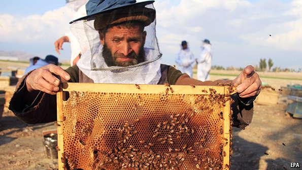 TheEconomist's tweet image. The Economist explains why the global bee population is declining econ.st/1KA5Xh3