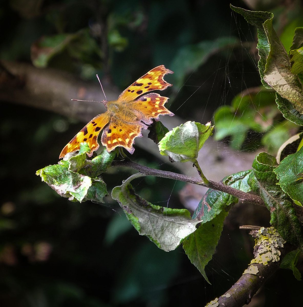 MoonrakerMaker's tweet photo. Apples aplenty, stunning butterfly and all outside the workshop #butterflyvc & finished #telescope Happy Monday!! http://t.co/hJRJDDM2oM