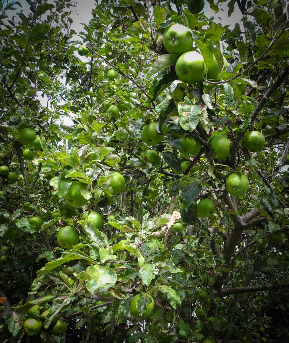 MoonrakerMaker's tweet photo. Apples aplenty, stunning butterfly and all outside the workshop #butterflyvc & finished #telescope Happy Monday!! http://t.co/hJRJDDM2oM