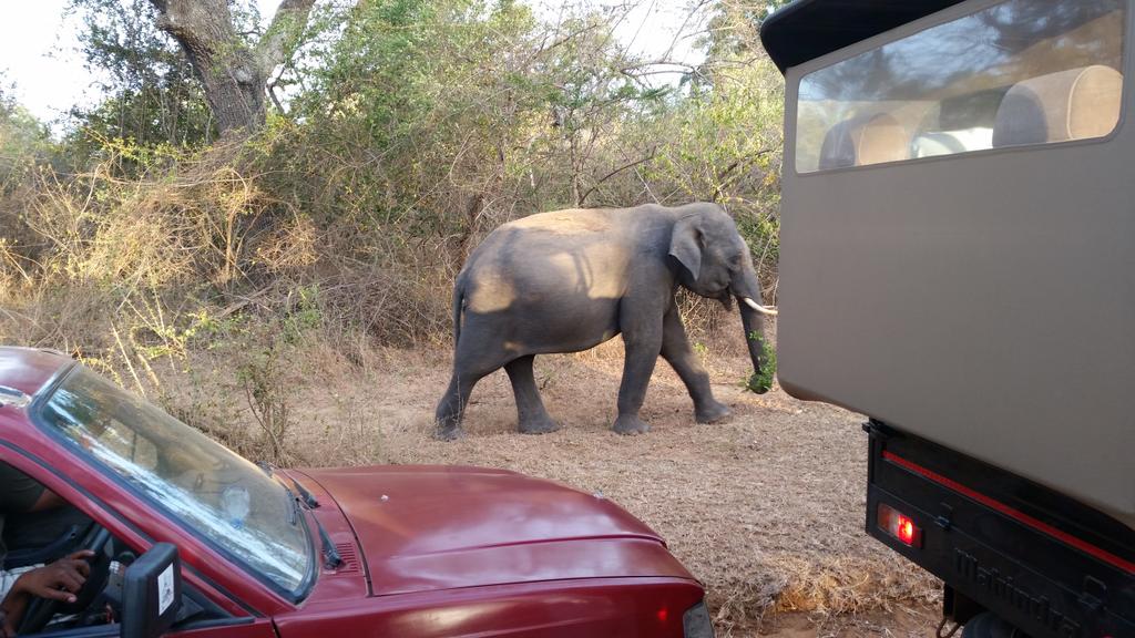 ReshniTours's tweet photo. British airways pilot Kevin is discovering Sri Lanka with Reshni Tours #holiday #reshnitours #elephants #beachparties http://t.co/u4uCopUSrv
