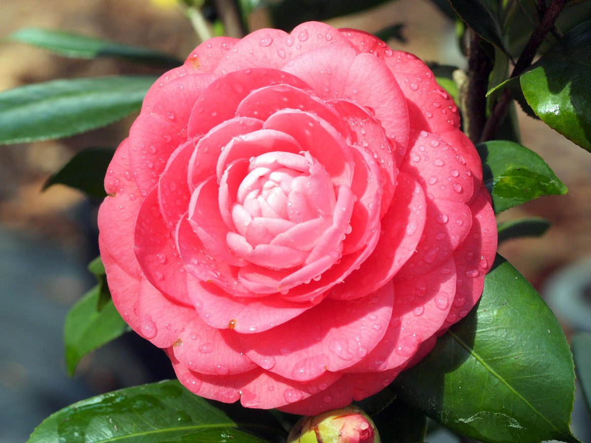 Amazing Camellia! Camellia japonica 'Camille' @Camelliashop #camellia #coolplants #gardening #gardenmagic #pink