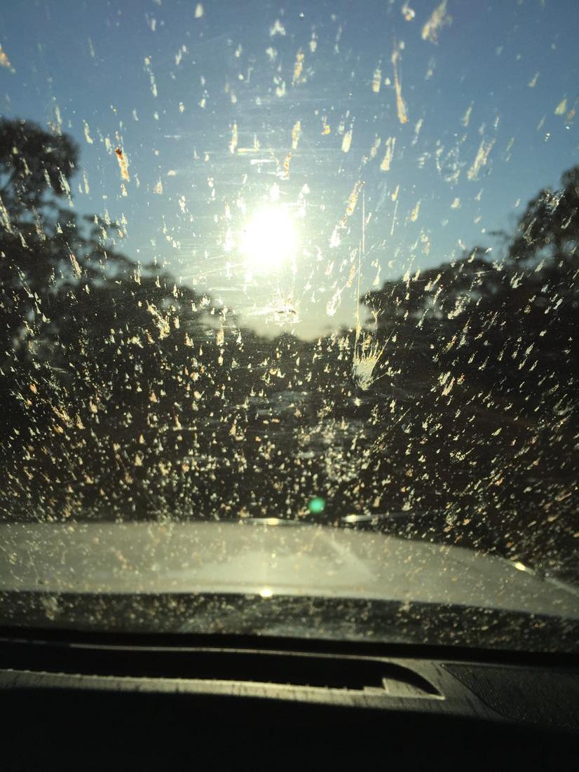 ZimStead's tweet image. Somewhere in here is a road, bereft of roos, emus,cows,sheep, other traffic? #spring15