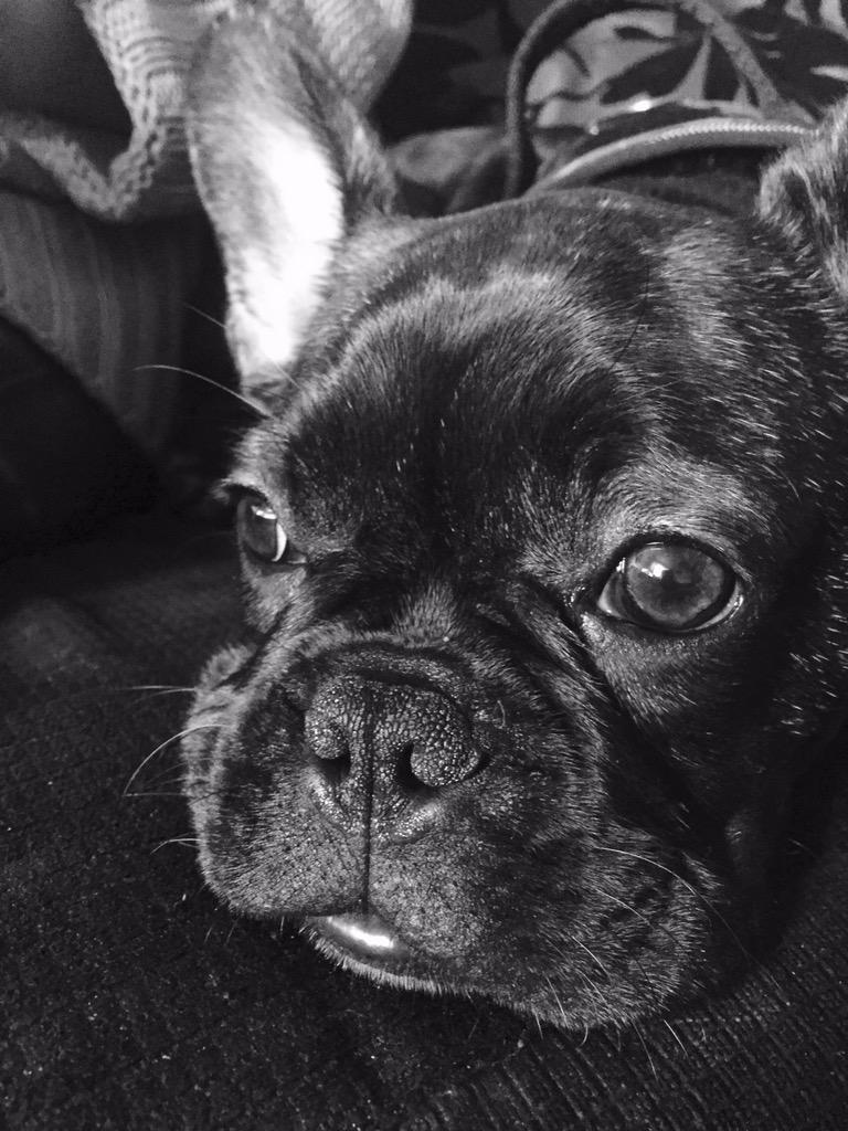 Danger0us_Dave's tweet photo. First of two parts of black and white pictures of Bentley 5 months old #frenchie #frenchbulldogs http://t.co/aNw0o38ylK