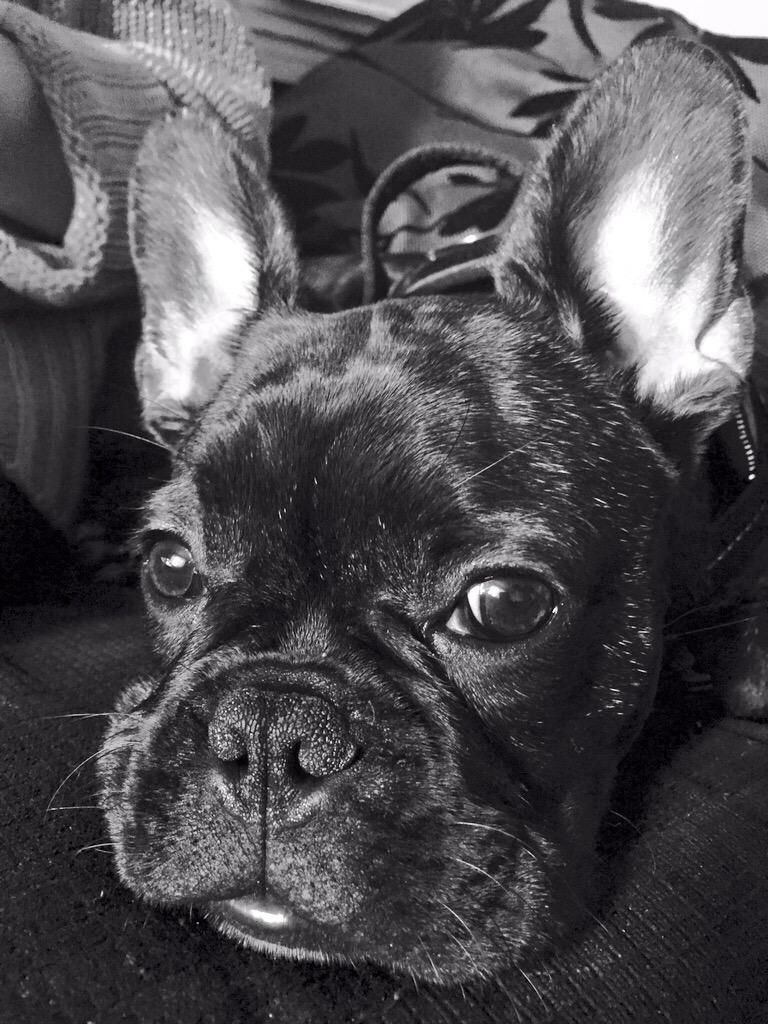 Danger0us_Dave's tweet photo. 2nd part of 2 of bentleys black and white photos age 5 months #frenchie a #frenchbulldogs http://t.co/hZiUCi1Cia