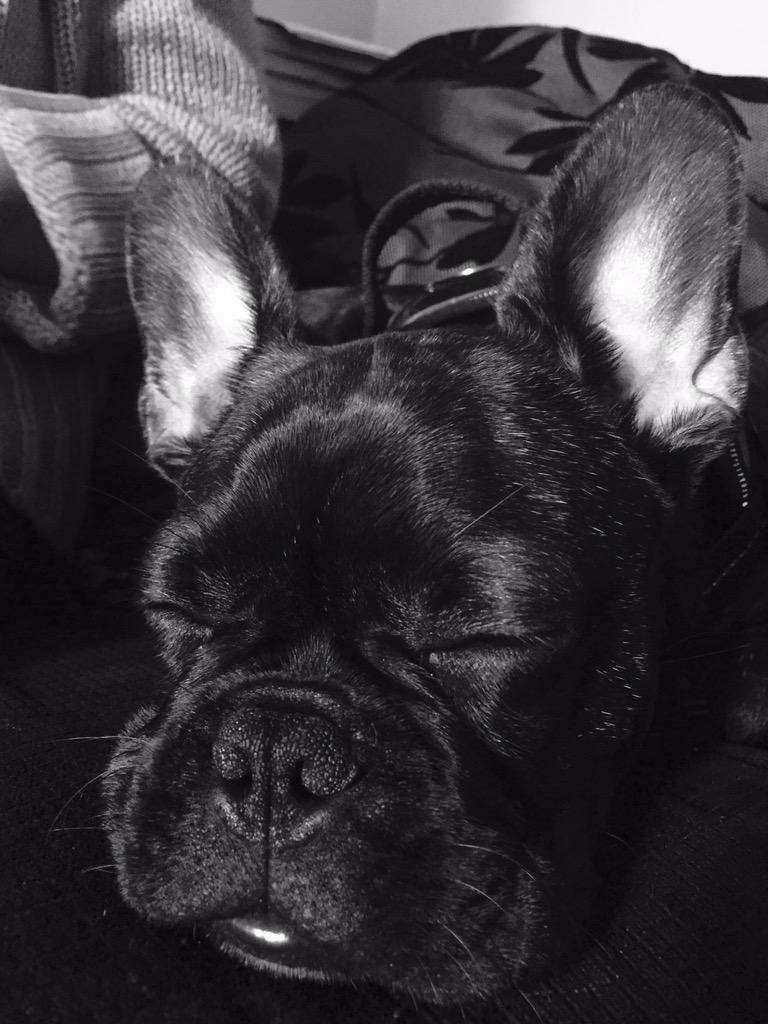 Danger0us_Dave's tweet photo. 2nd part of 2 of bentleys black and white photos age 5 months #frenchie a #frenchbulldogs http://t.co/hZiUCi1Cia