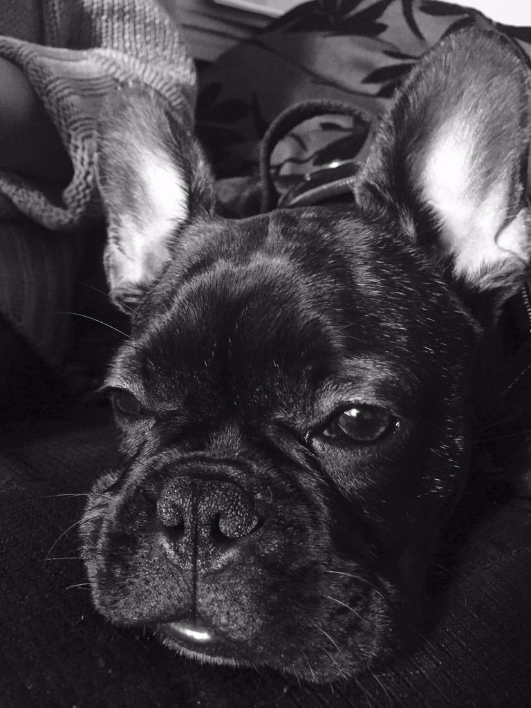 Danger0us_Dave's tweet photo. 2nd part of 2 of bentleys black and white photos age 5 months #frenchie a #frenchbulldogs http://t.co/hZiUCi1Cia