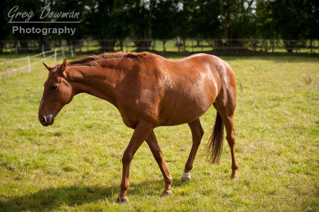 GDowman's tweet photo. Nice weekend photo shoot with two lovely horses @Harricat76 #horse #photography #equinehour #equine #pets @UKNikon http://t.co/MiPHMh6Mfw