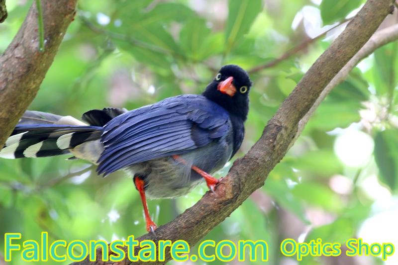 Falconstare's tweet image. "Why take pictures without my permission?"

Formosan Blue Magpie
China
Sept. 2015
#birding #birdwatching #scope
