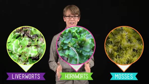madefrombiology's tweet photo. Non-Vascular Plants: The Alternation of Generations http://t.co/lDJxisqFPS #biology http://t.co/h4oopGHlSi