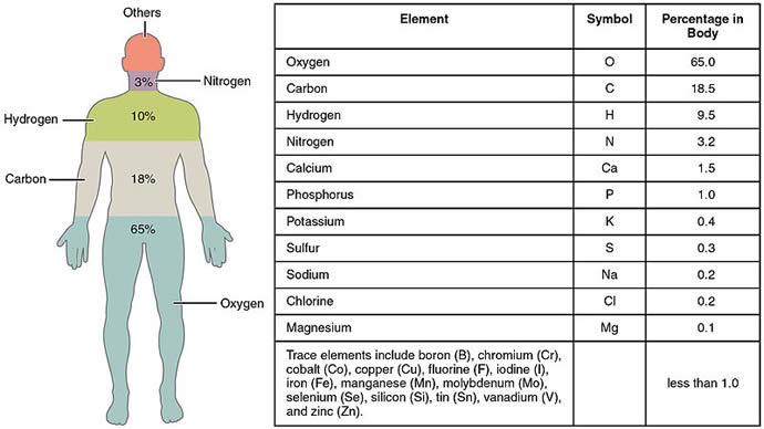 madefrombiology's tweet photo. The human body contains about 7 octillion atoms http://t.co/zOjNk1op68 #biology http://t.co/8j40cL8ih2