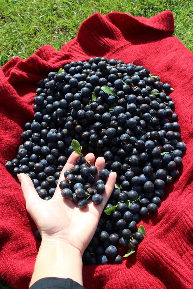 Loosepea's tweet photo. Impromptu early morning forage when I saw this hedgerow laden with sloes. Bit 'ard, but still.. #blackthorn #sloedown http://t.co/963K4FLGaE