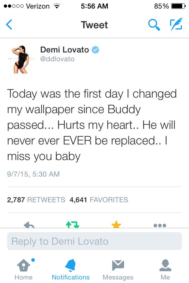 wastedondemi's tweet photo. Demi 😭 my heart #RIPBuddy #SmileForBuddy we miss you buddy http://t.co/5BnWwqwrEE
