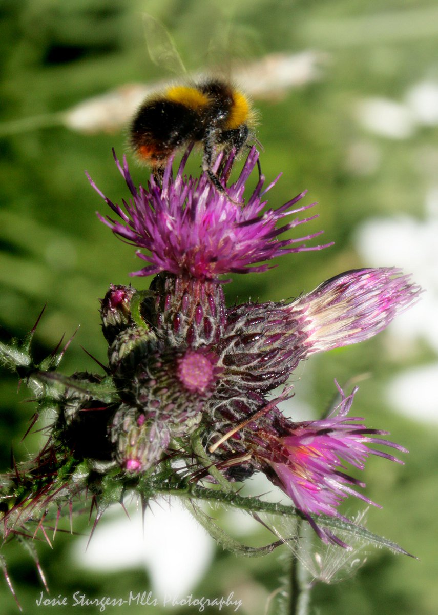 Slightly Autumnal with a chilly early mist this morning, but the sun is shining now and its bloomin gorgeous!!