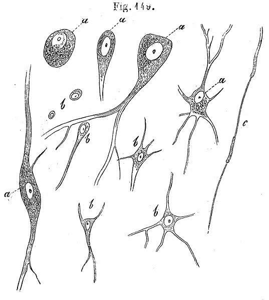madefrombiology's tweet photo. There are 3 types of nerve cell (neurons): sensory, motor and association http://t.co/5gzjrbNdwb #biology http://t.co/jEB0LDqQRP