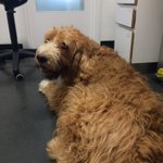 Photo by The Hound Report (@TheHoundReport)