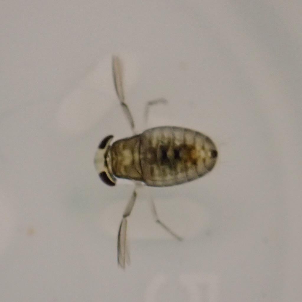 尾崎智美 メダカの稚魚水槽に狂った様に泳ぐメダカ居ると思ったら虫だった 水草に付いて来たのか スネールにヒルにタヌキモに色々付いてくるショップだなぁ Http T Co Vtcb2ceomj Twitter