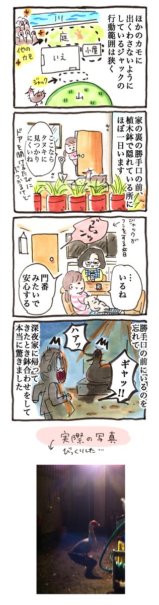 動物4コマ日記#19「ジャックの居場所」#鳥 #4コマ 