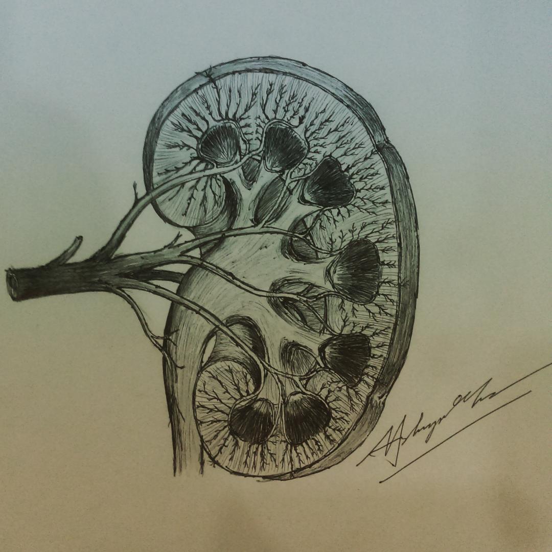 #anatomy #kidney