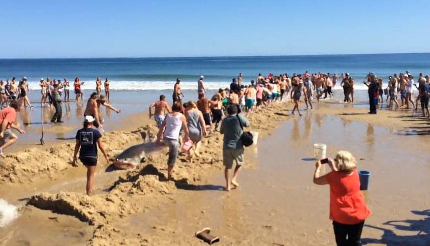 goodnewsnetwork's tweet photo. (WATCH) 100 People Work Together to Rescue a Great White #Shark http://t.co/CLPJxV7d3q @AmyRoseKathryn @Animals http://t.co/9lspW5iZbf