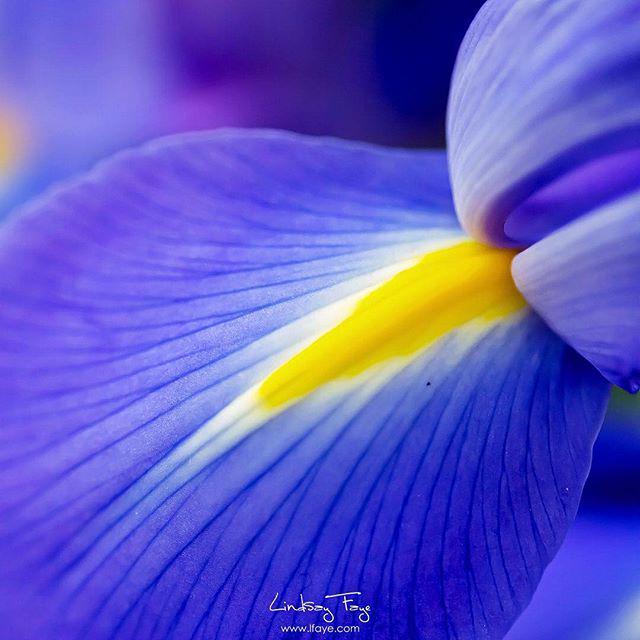 LFayePhoto's tweet photo. Today is a new day! Make it a lovely one. :) #iris #purple #yellow #flower #macro #floralp… http://t.co/85gPTyXThC http://t.co/yqqkSkkJrT
