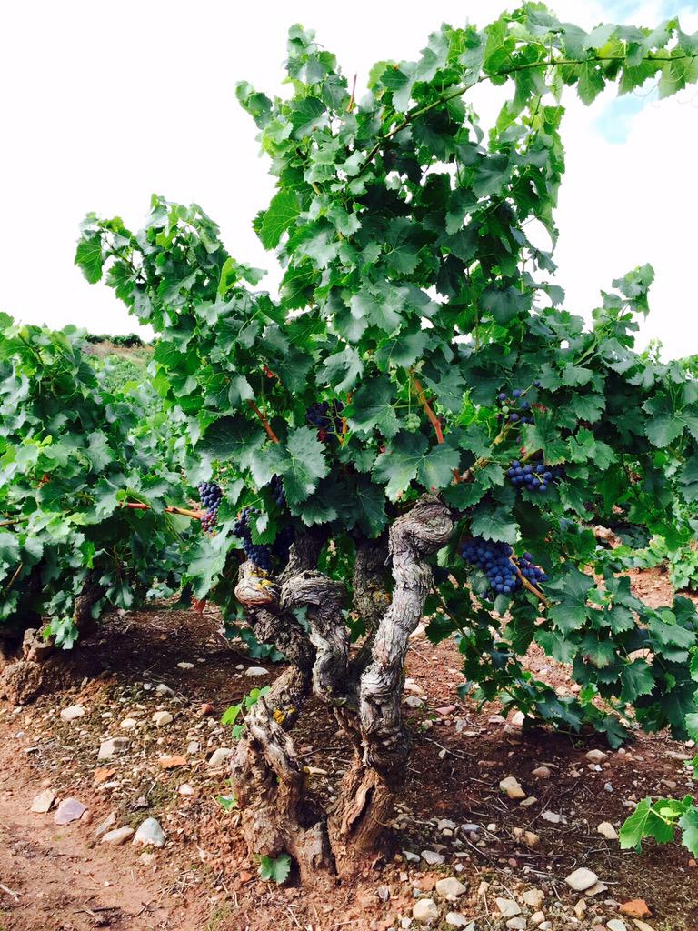 b_gomez_cruzado's tweet photo. #Garnacha del Alto #Najerilla en zona fría de #Rioja donde elaboramos #vinos con apego al #terruño como #Pancrudo http://t.co/P8p4e1CUqo