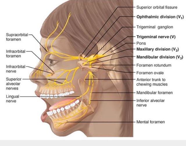 Branches of Mandibular Nerve - From the Trunk & Anterior division