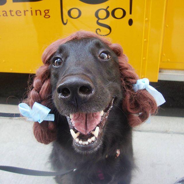 hotdogcollars tweet picture
