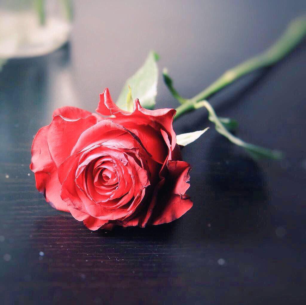 Hhamsat7ob's tweet photo. من سلسبيل الكلام وصوتك الهادي وش يمنع الورد ما ينبت على صوتك؟

#همس_الحب 
#تجمع_العشاق 
#رسالة_مع_زجاجة_العطر http://t.co/qKUyF0Q5m2