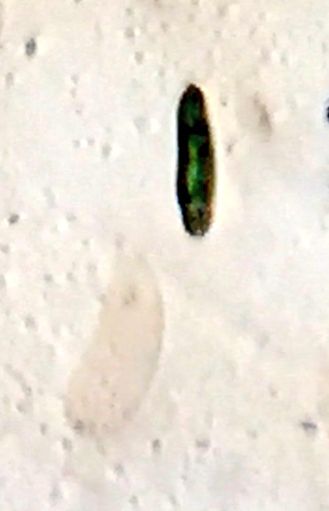 gaspouilleau's tweet photo. Pictures taken with our #foldscope with @BouiAmelie and Léon! @Ke20 #commonweek #lfdv http://t.co/EymX9BxPR1