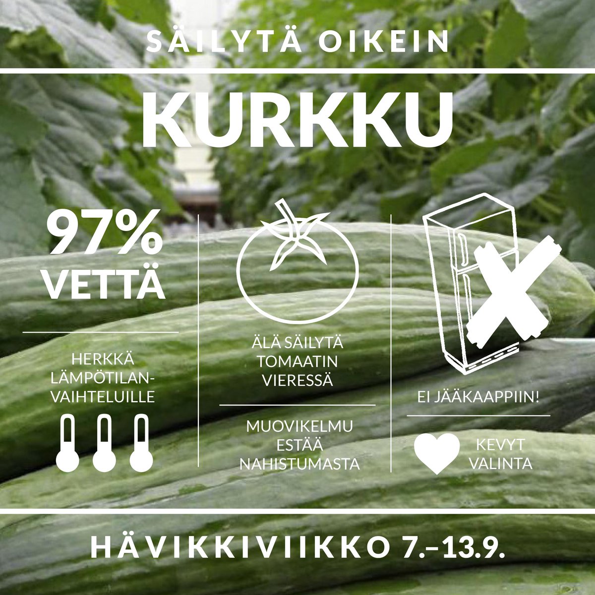 Nyt vietetään #hävikkiviikko'a. Säilytä kasvikset oikein vähentääksesi ruokahävikkiä.