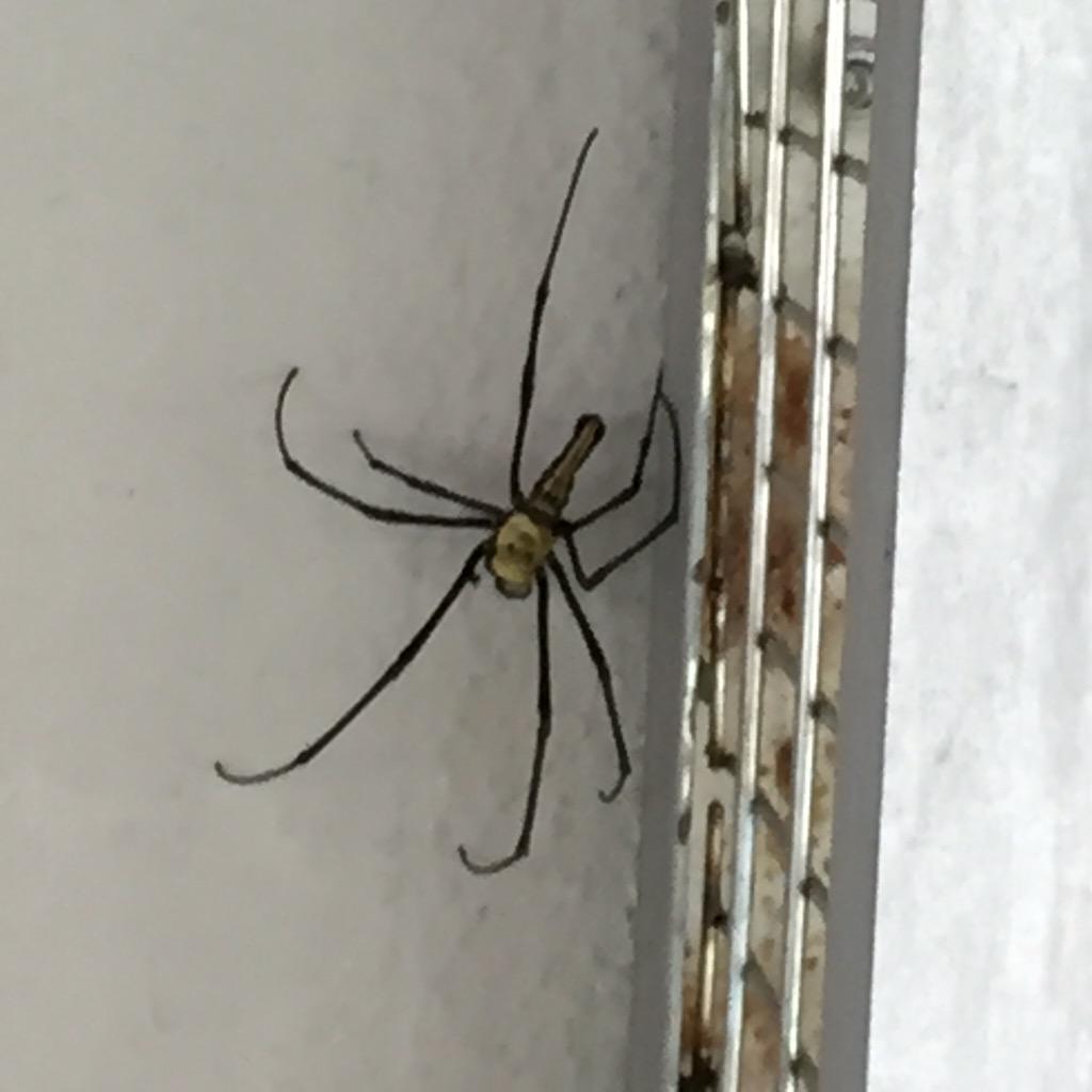 monaahk's tweet photo. @QuarryBaySchool A visitor at qbs caused great excitement, mainly as he was huge! Brave Mr Schroder moved him on! http://t.co/h5MdrjramJ