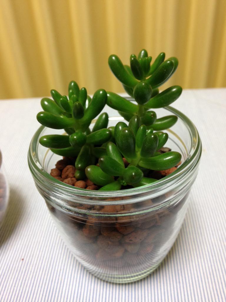 Shiogas シマホで買った 虹の玉 をハイドロカルチャーに植え替え 多肉植物はハイドロカルチャーに向いていないというけれど 実験的に挑戦です うまい水の管理を見つけられるか 見つけられれば大丈夫だと信じてる Http T Co Hgcz7wxa1t Twitter