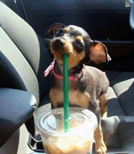 What Happened When Dog Drink Coffee