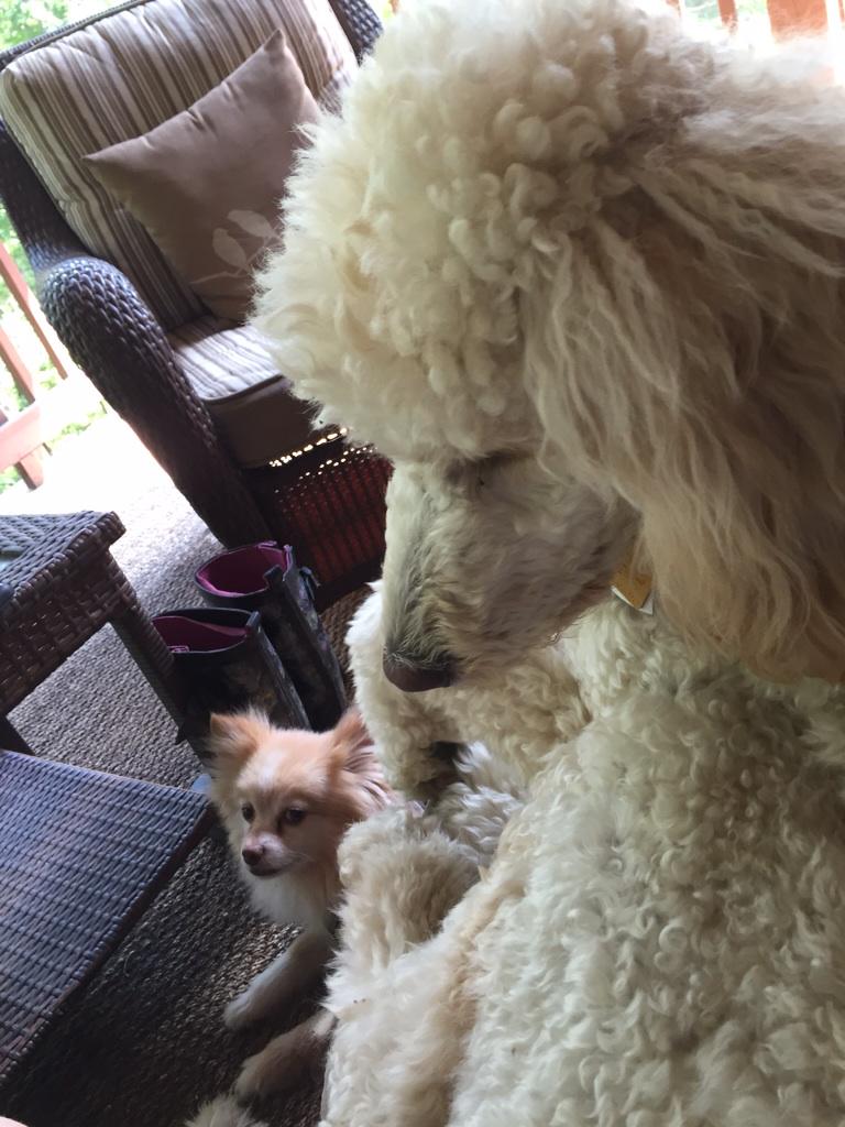 GallerytiiiShaw's tweet photo. Molly and Bear http://t.co/9rzovKjCWK