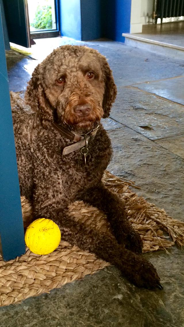 <a href="/rufus_tent/">Rufus</a> is it time to play yet?