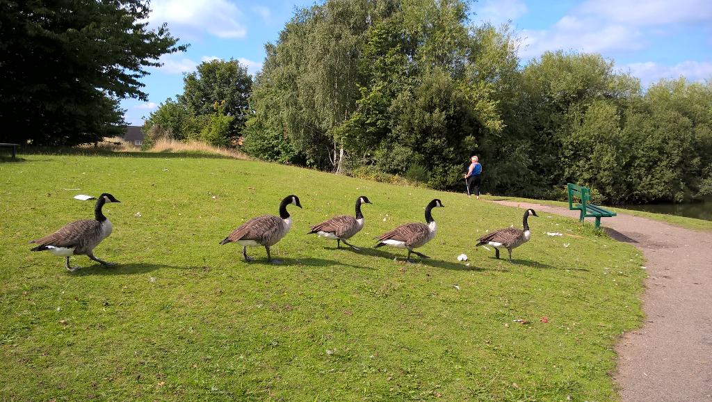 Some geese decided to join us for Nordic Walking today!
