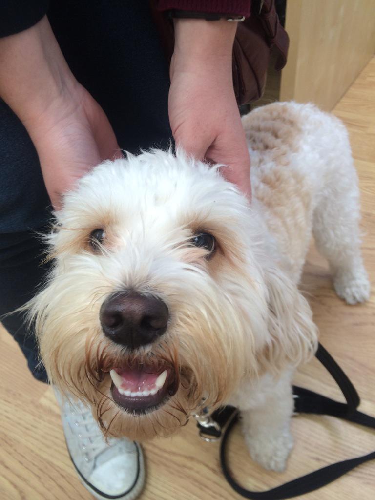 HuddleMedia's tweet photo. Special visitor to #HuddleHQ - honoured to have @MerlinCockapoo drop by... ๐๐พ http://t.co/wSbQ4TjO18