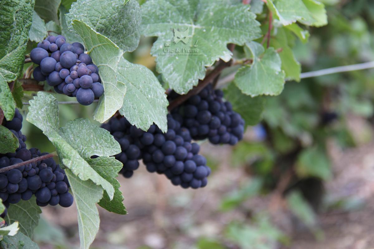 Champagne H.Blin tweet media