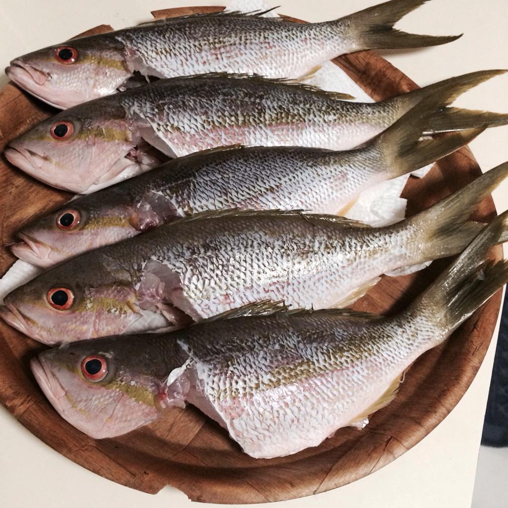 ⚓️🎣🐠Gone #fishing. Caught these yellowtail snapper in the #FloridaKeys. #foodie