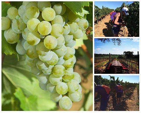 RRltdWine's tweet photo. All go for harvest! Lovely grapes make lovely wine... @malhadinhanova #Vindima2015 http://t.co/nEofS3E3A3