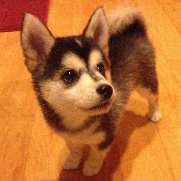 p5dean's tweet photo. I WANT IT. #corgsky http://t.co/hwCTyLliHS