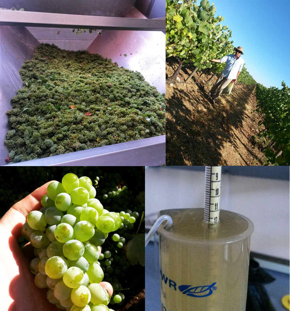RRltdWine's tweet photo. Great pics from HSM... @SaoMiguelVinhos #vindima2015 http://t.co/ipVlVbivkU