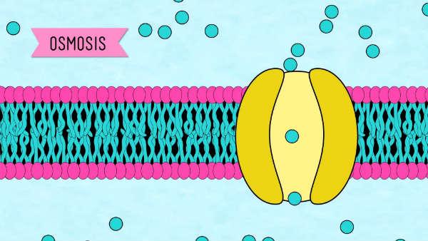madefrombiology's tweet photo. Membranes &amp;amp; Cell Regulation http://t.co/mnamTxcDvr #biology http://t.co/u93pdsnZ20