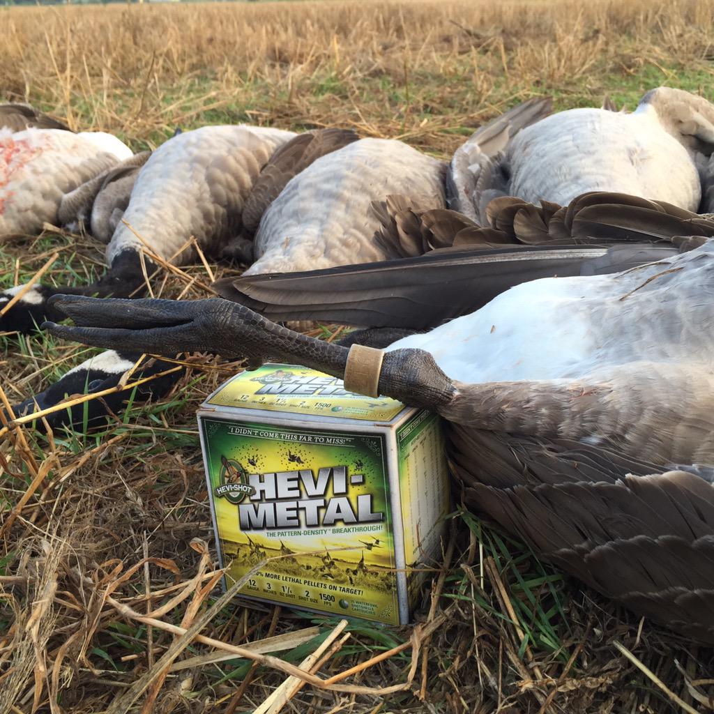 TNP_Productions's tweet photo. Early Goose Bling!  #banded #earlygoose http://t.co/Utm3rrBbiw