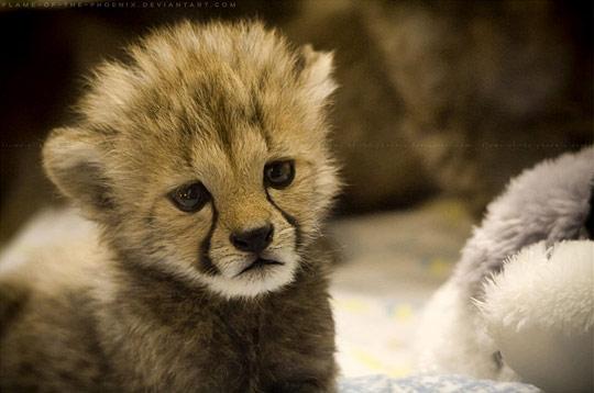 dazzlingwild's tweet photo. Everybody Go 'Awww' . http://t.co/UzWZoY7md0
